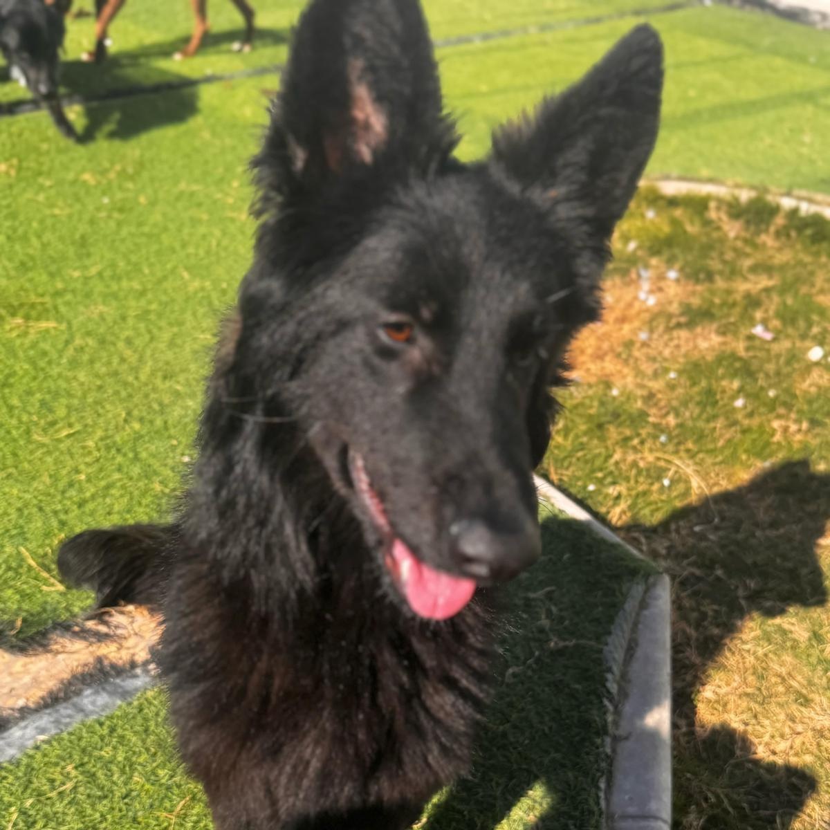 Kendall, ADOPTABLE, Adult Female German Shepherd Dog.