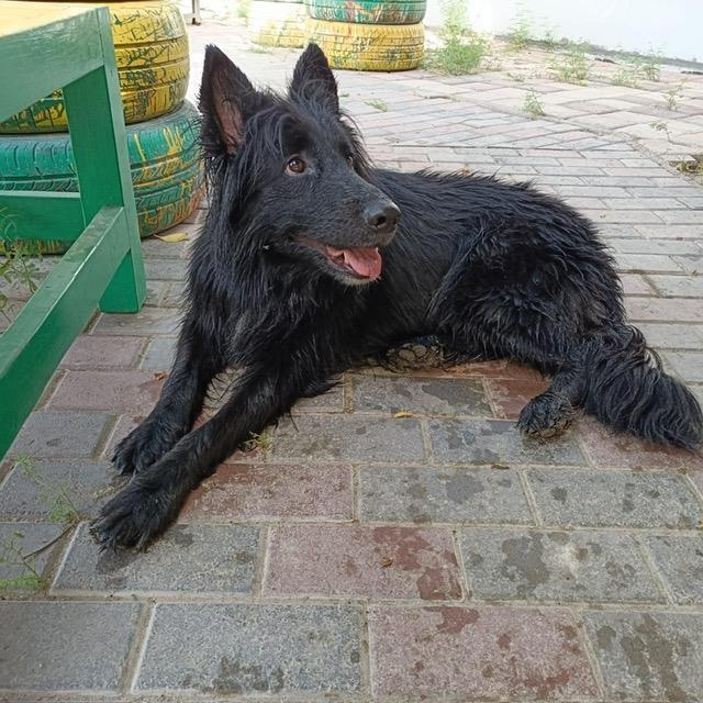 Kendall, a ADOPTABLE German Shepherd Dog in Scarborough, ON image 2/6