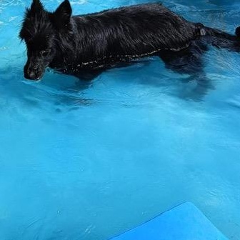 Kendall, a ADOPTABLE German Shepherd Dog in Scarborough, ON image 3/6