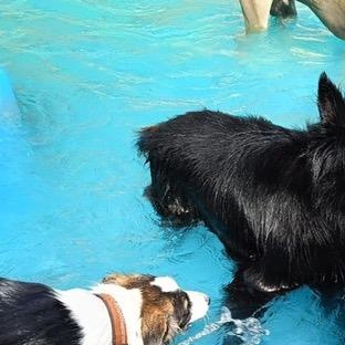 Kendall, a ADOPTABLE German Shepherd Dog in Scarborough, ON image 4/6