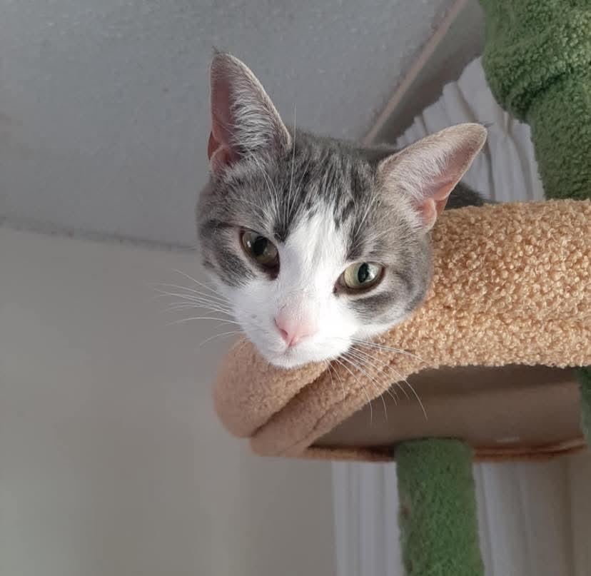 SCAMPI, an adoptable Domestic Short Hair in St Francois Xavier, MB, R4L 1A2 | Photo Image 1