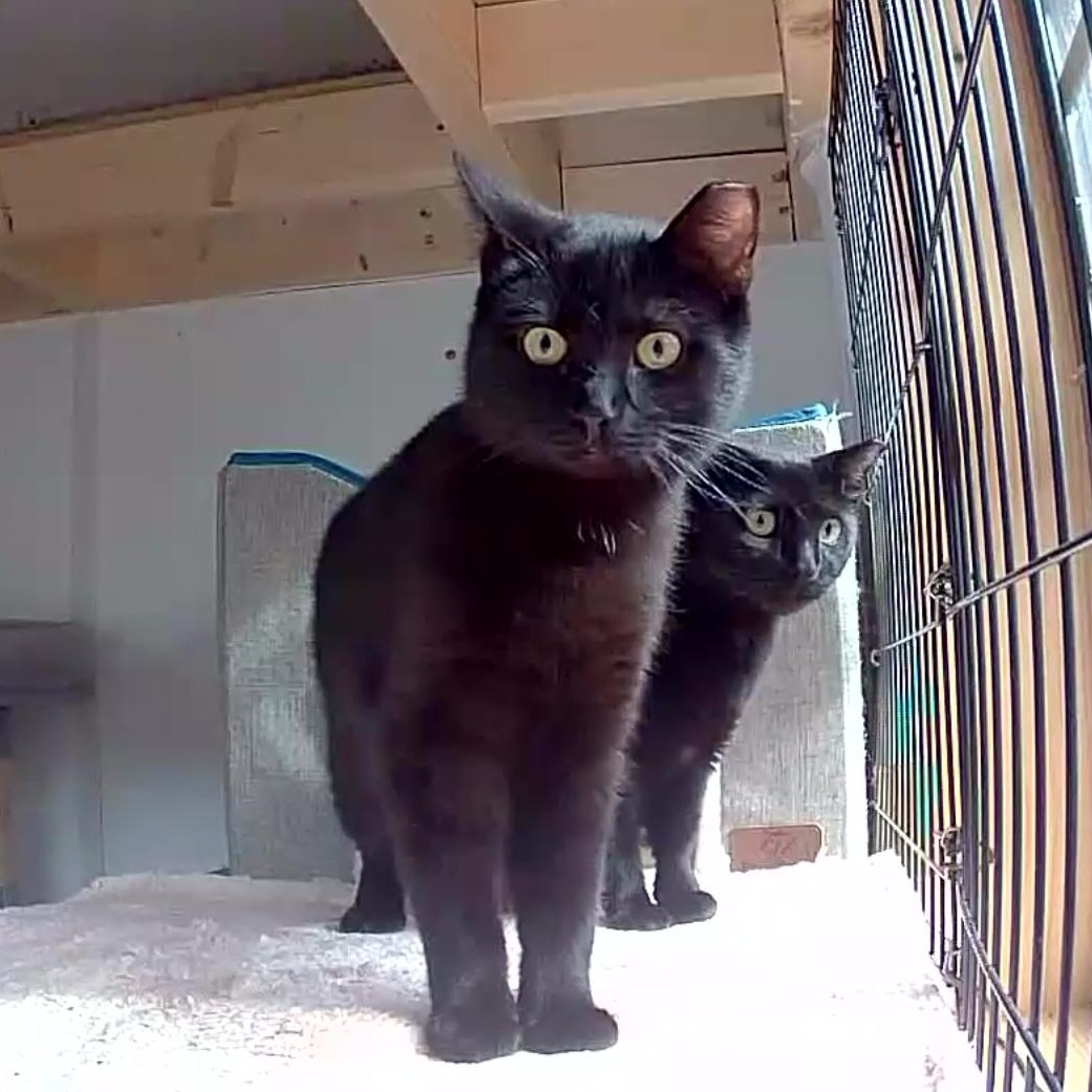 Enlarge Opal & Onyx ***Bonded Pair***, a Adoptable mixed breed in Frederick, MD image 2/6