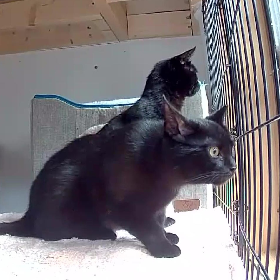 Enlarge Opal & Onyx ***Bonded Pair***, a Adoptable mixed breed in Frederick, MD image 5/6