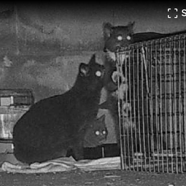 Enlarge Opal & Onyx ***Bonded Pair***, a Adoptable mixed breed in Frederick, MD image 6/6