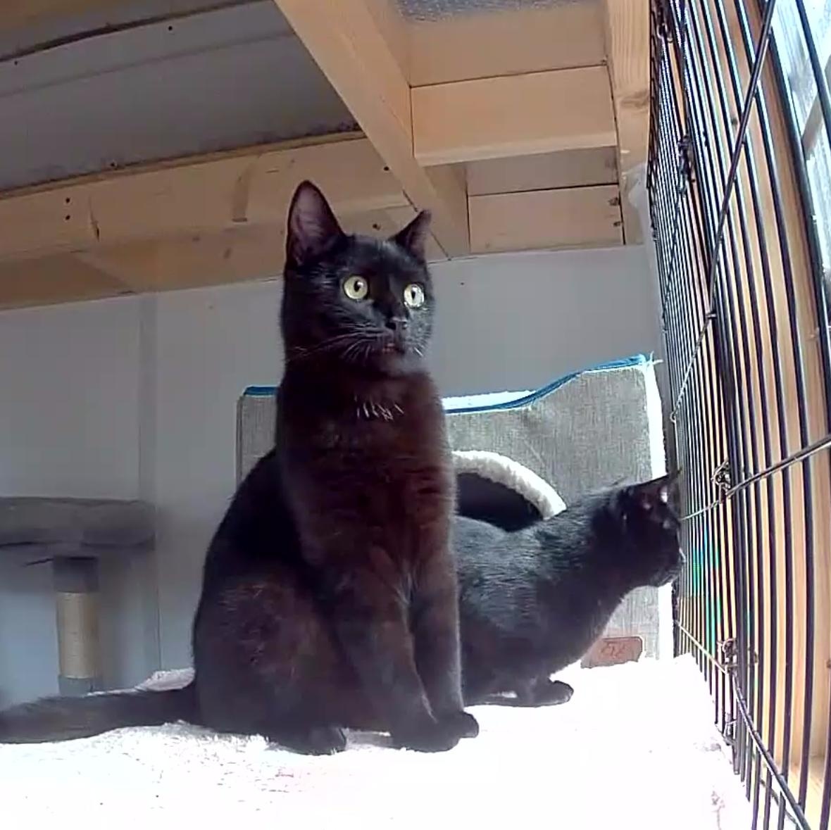 Enlarge Opal & Onyx ***Bonded Pair***, a Adoptable mixed breed in Frederick, MD image 3/6
