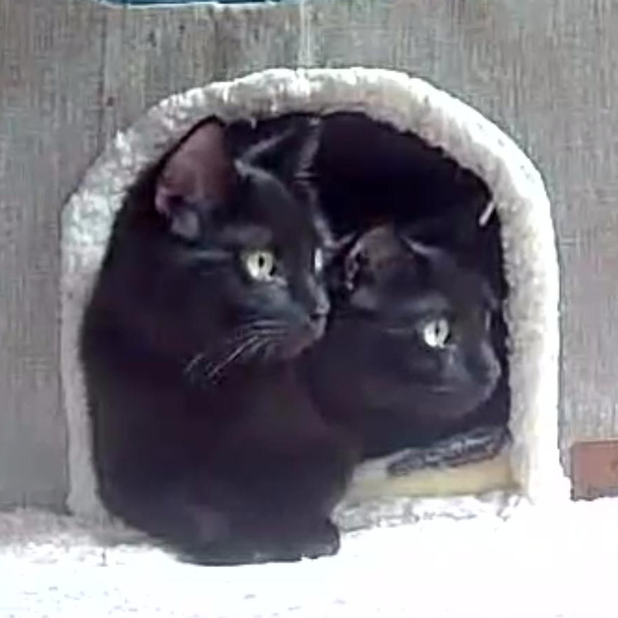 Opal & Onyx ***Bonded Pair***, Adoptable, Young Male Domestic Short Hair.