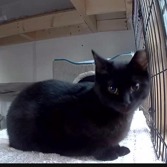 Enlarge Opal & Onyx ***Bonded Pair***, a Adoptable mixed breed in Frederick, MD image 4/6