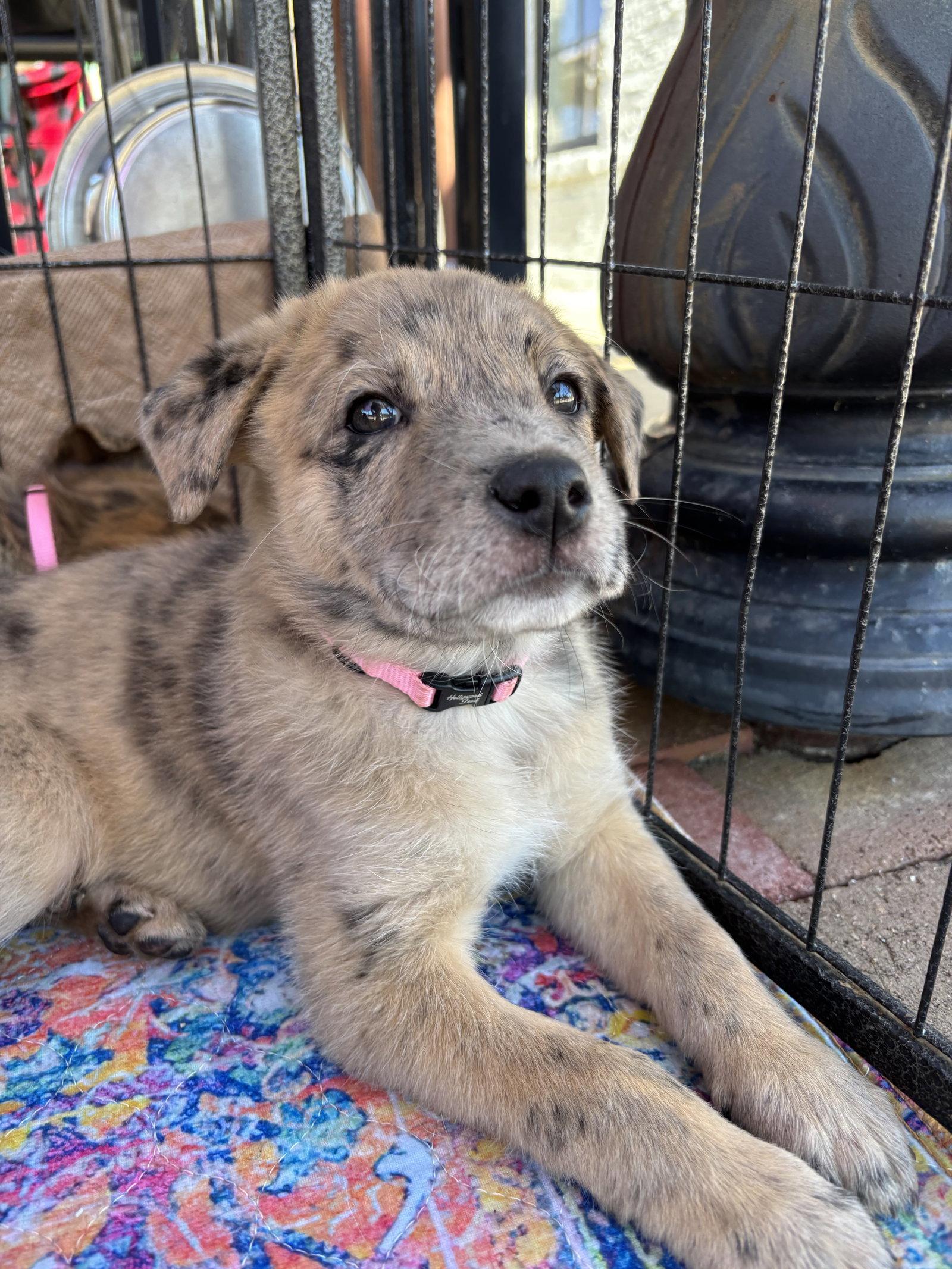 Enlarge REMI, a Adopted mixed breed in Hagerstown, MD image 3/3
