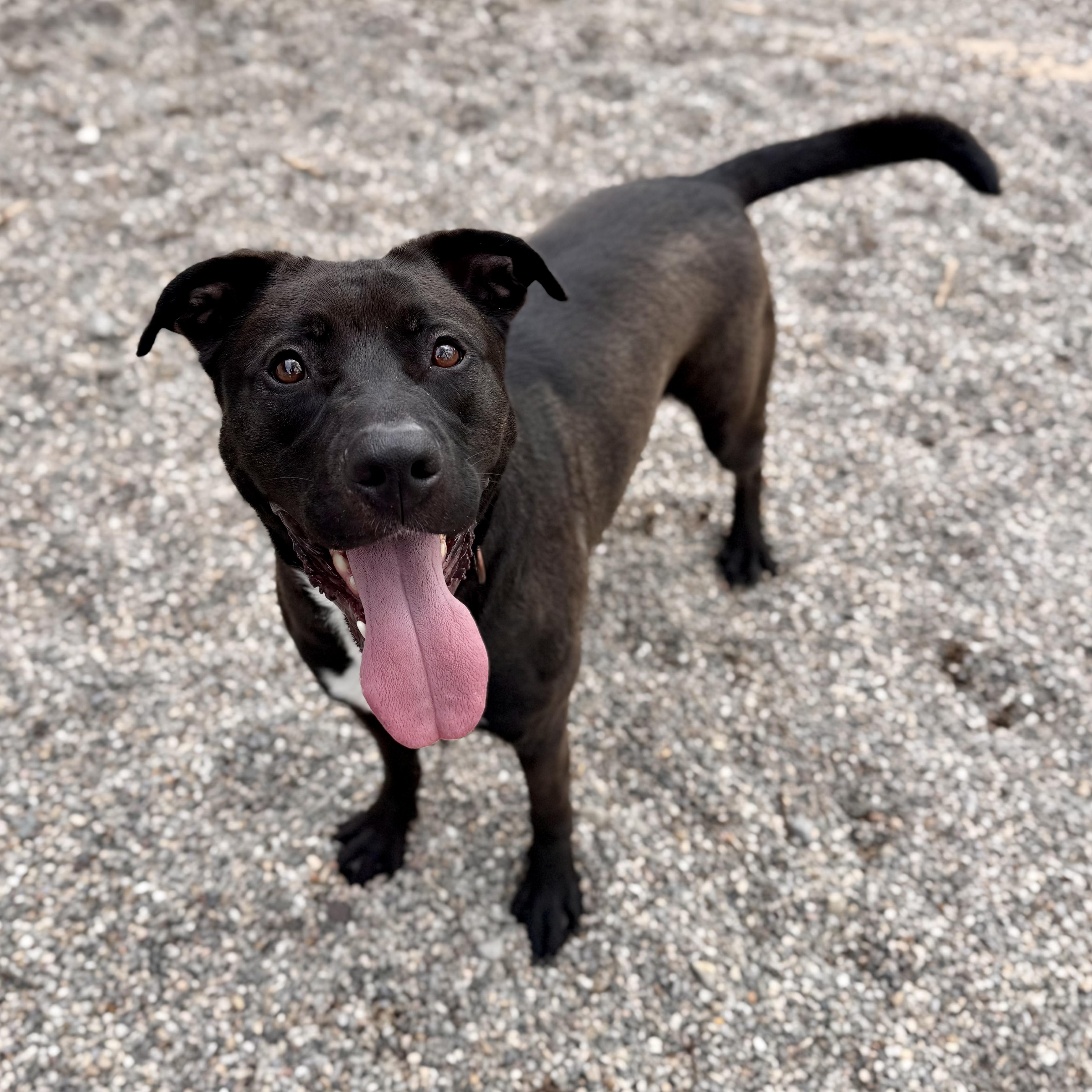 Enlarge Ragnar, a ADOPTABLE Mixed Breed in Midland, MI image 4/6
