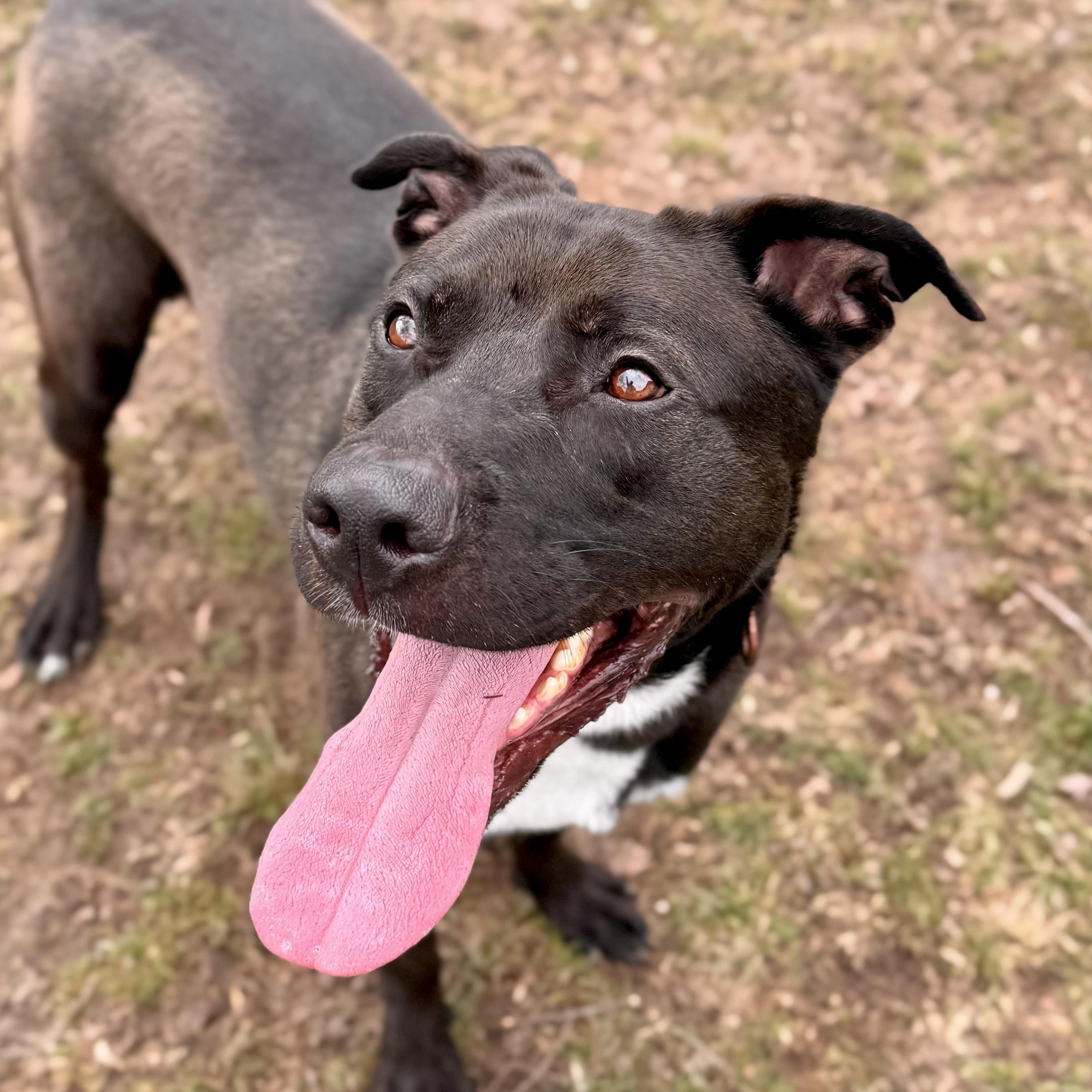 Enlarge Ragnar, a ADOPTABLE Mixed Breed in Midland, MI image 2/6
