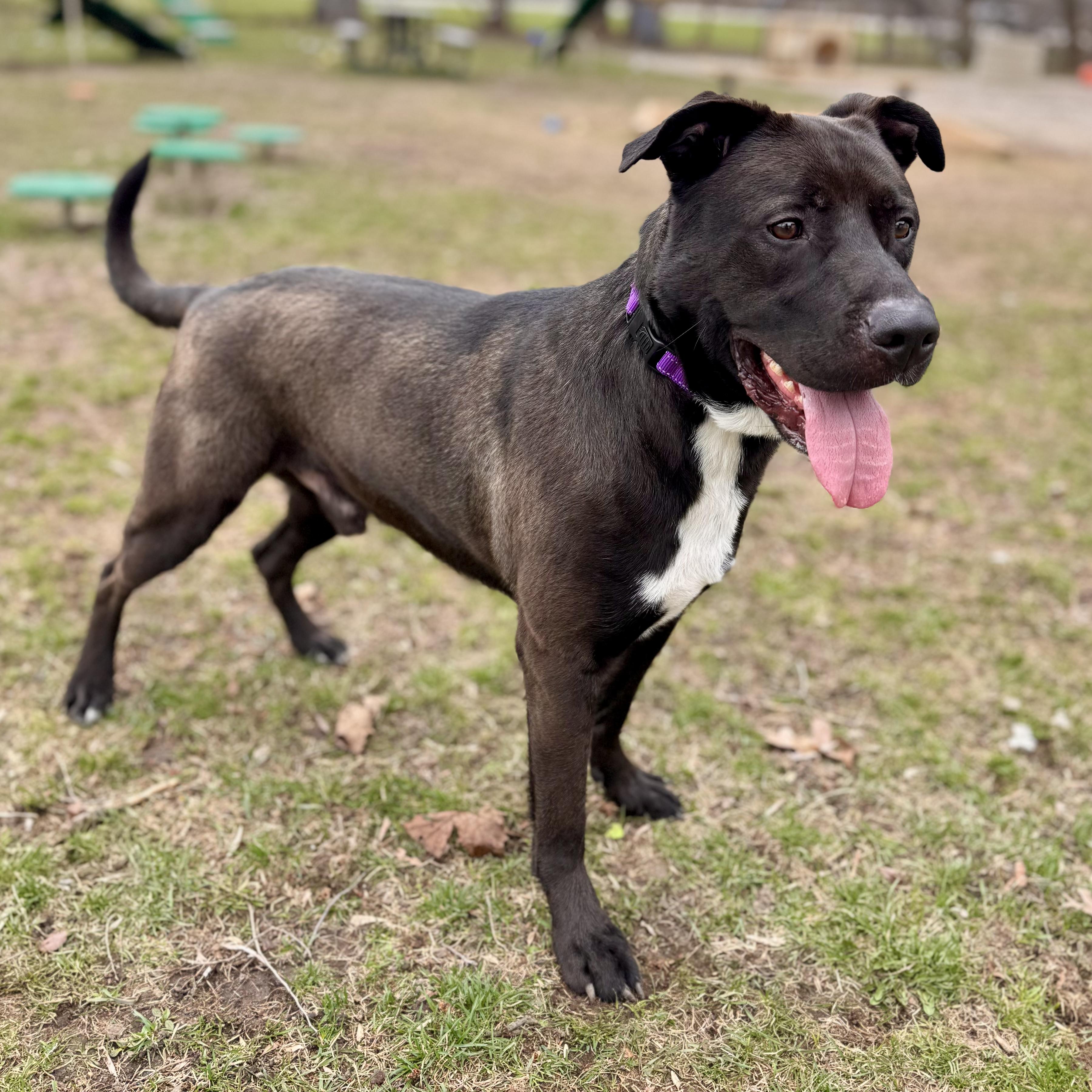 Enlarge Ragnar, a ADOPTABLE Mixed Breed in Midland, MI image 6/6