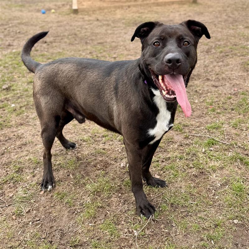 Enlarge Ragnar, a ADOPTABLE Mixed Breed in Midland, MI image 1/6