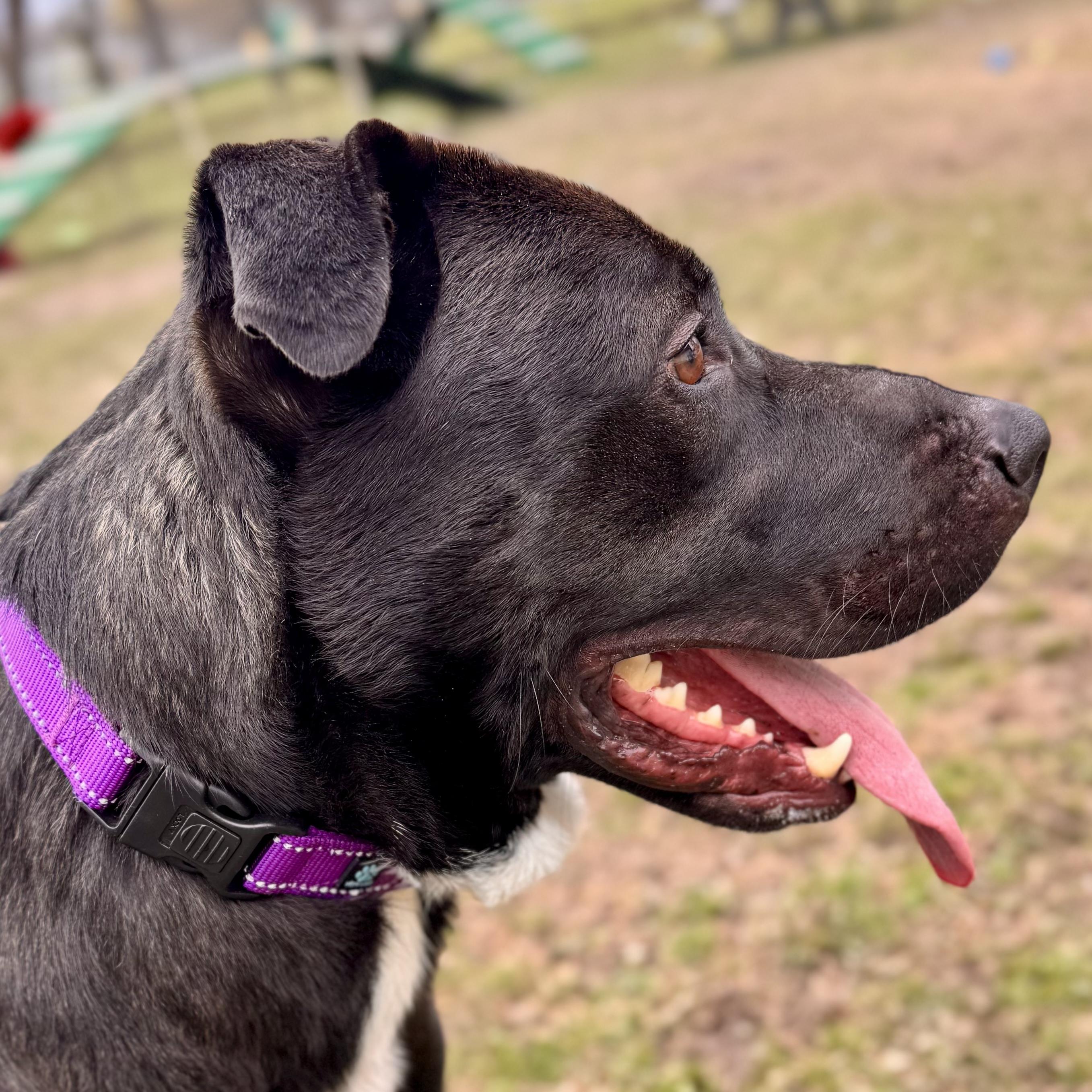 Enlarge Ragnar, a ADOPTABLE Mixed Breed in Midland, MI image 5/6