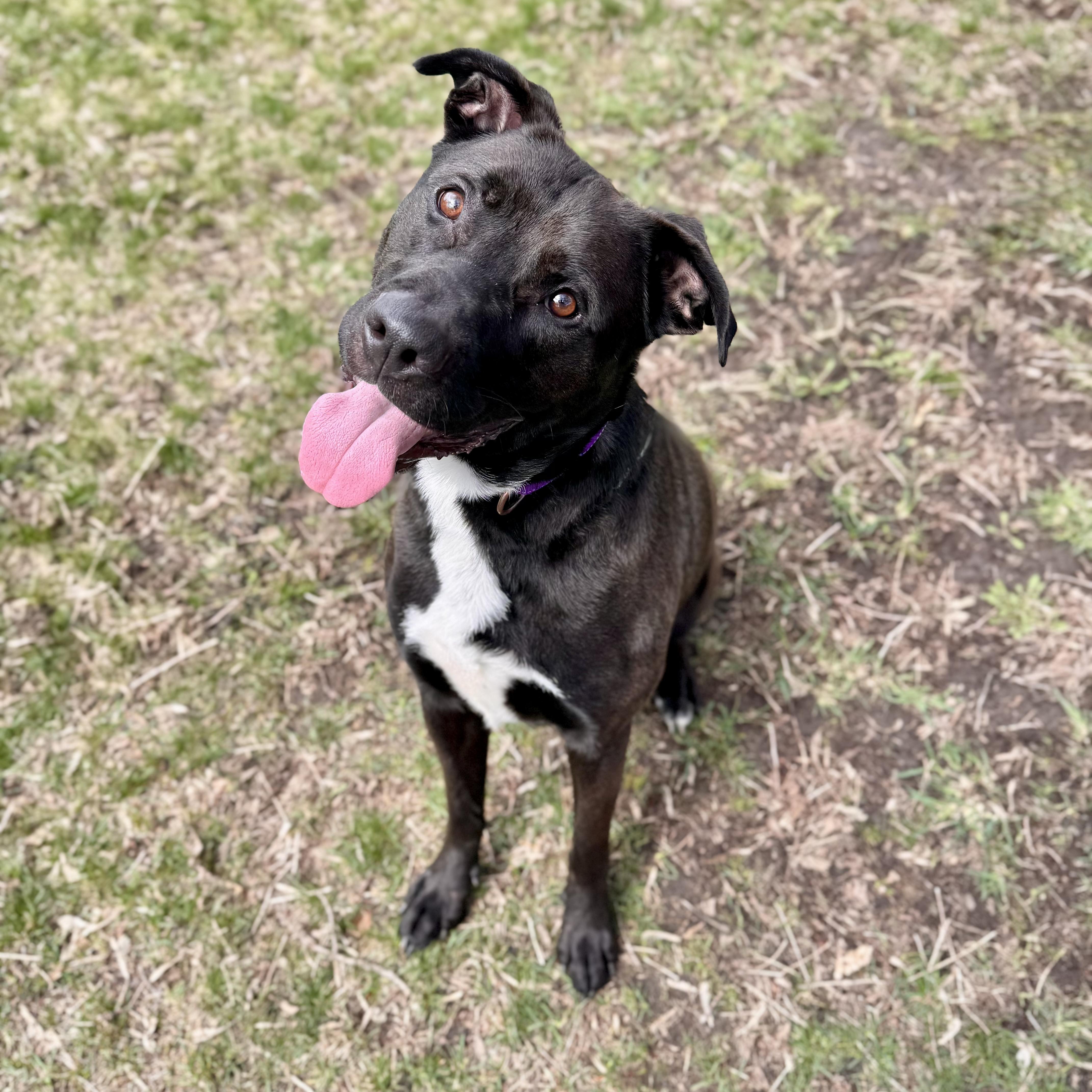 Enlarge Ragnar, a ADOPTABLE Mixed Breed in Midland, MI image 3/6