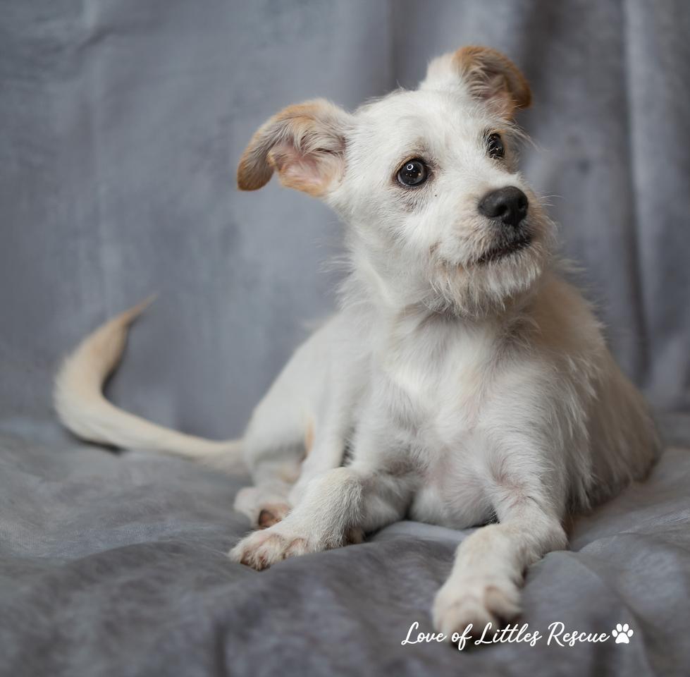 Enlarge Lance, a Adopted mixed breed in Christiansburg, VA image 5/5