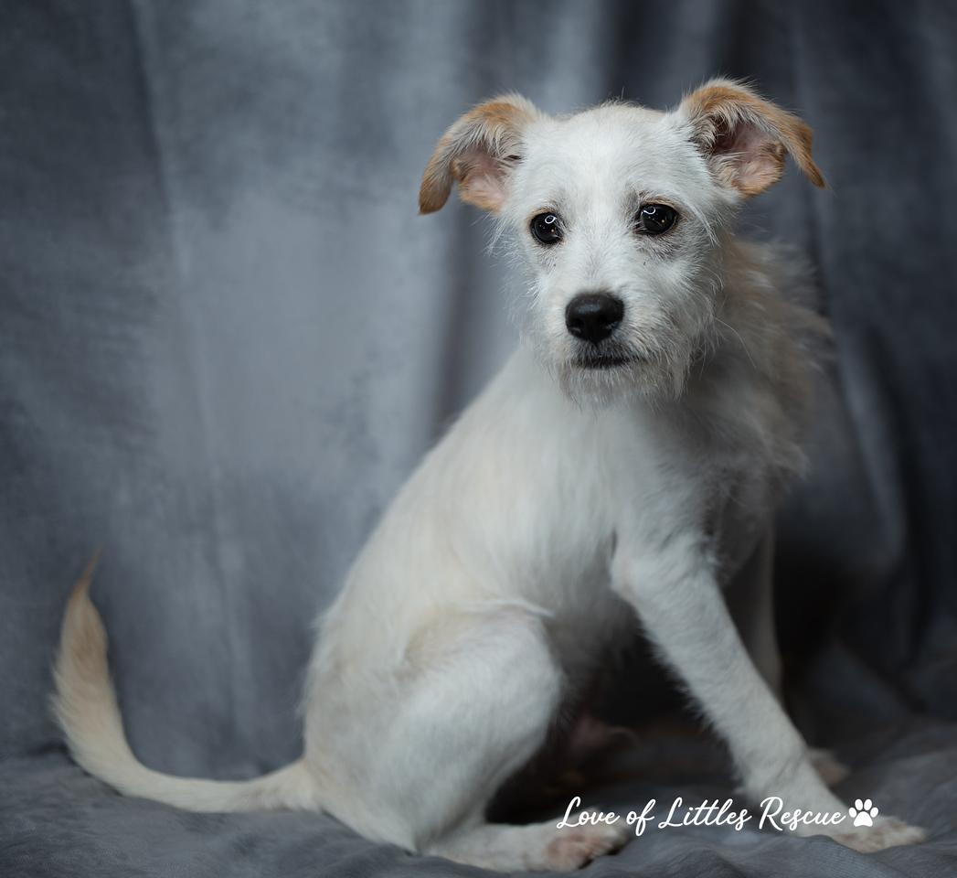 Enlarge Lance, a Adopted mixed breed in Christiansburg, VA image 1/5