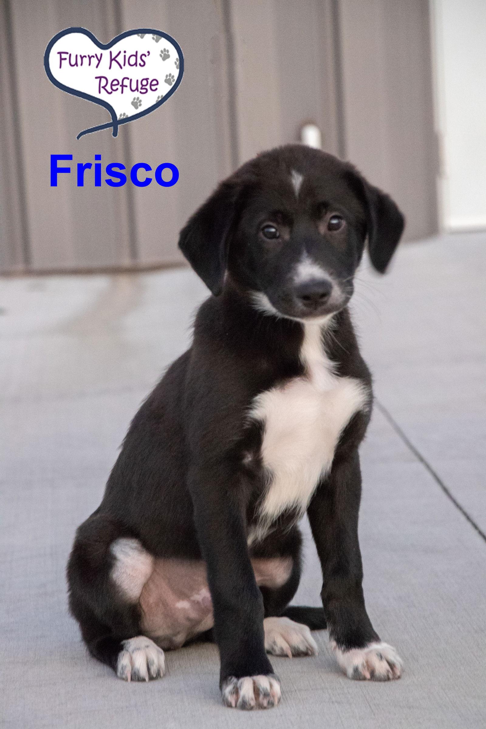 Enlarge Frisco, a Adoptable mixed breed in Lee's Summit, MO image 1/3