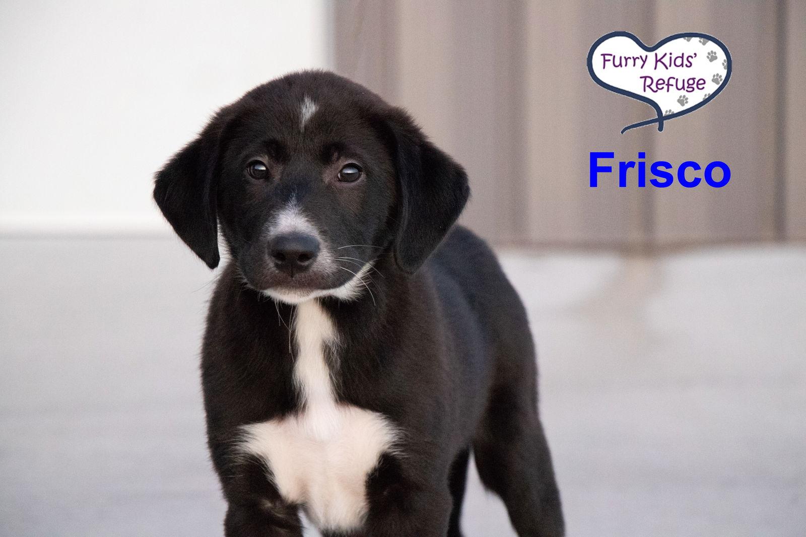 Enlarge Frisco, a Adoptable mixed breed in Lee's Summit, MO image 2/3