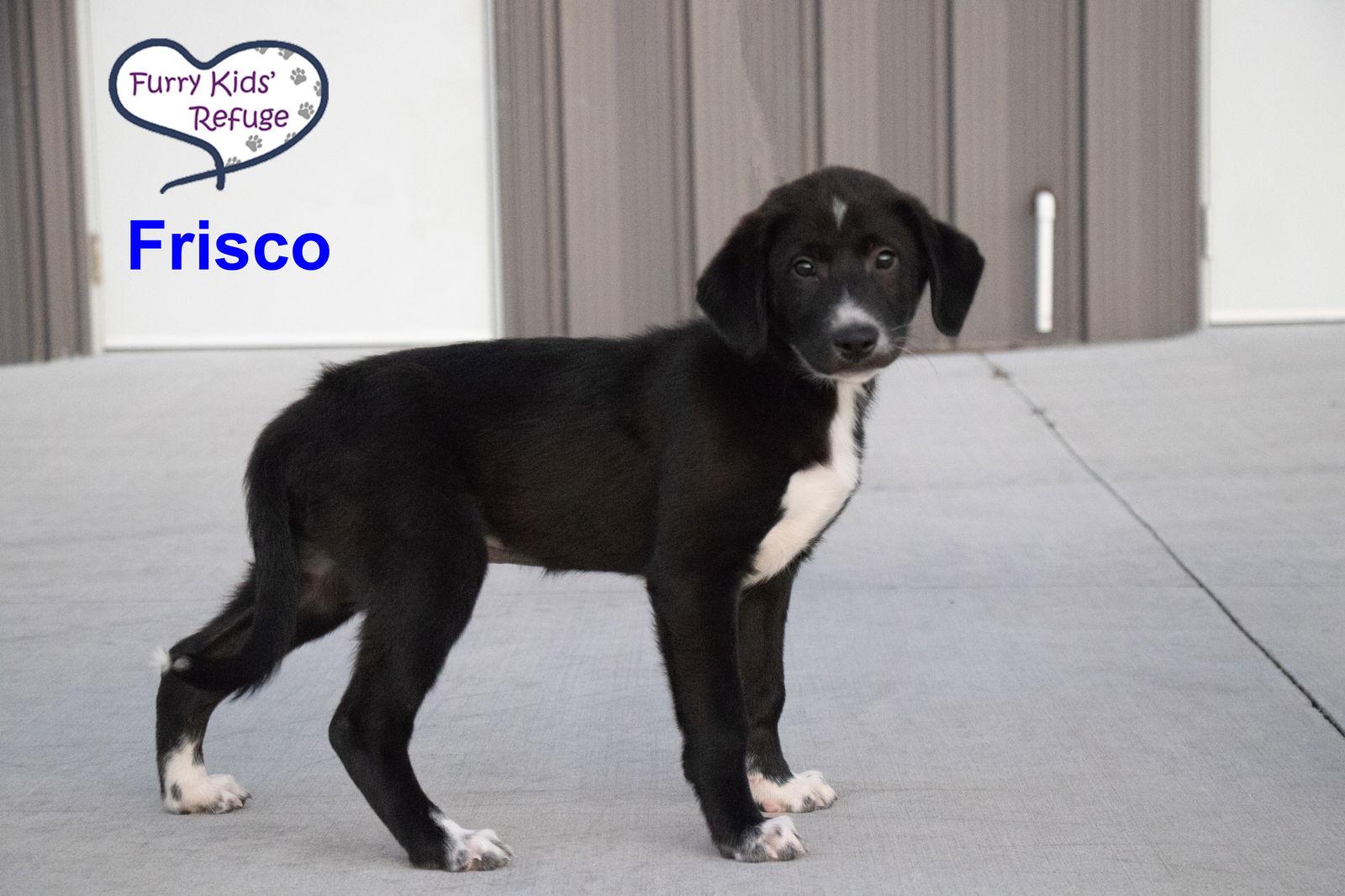 Enlarge Frisco, a Adoptable mixed breed in Lee's Summit, MO image 3/3