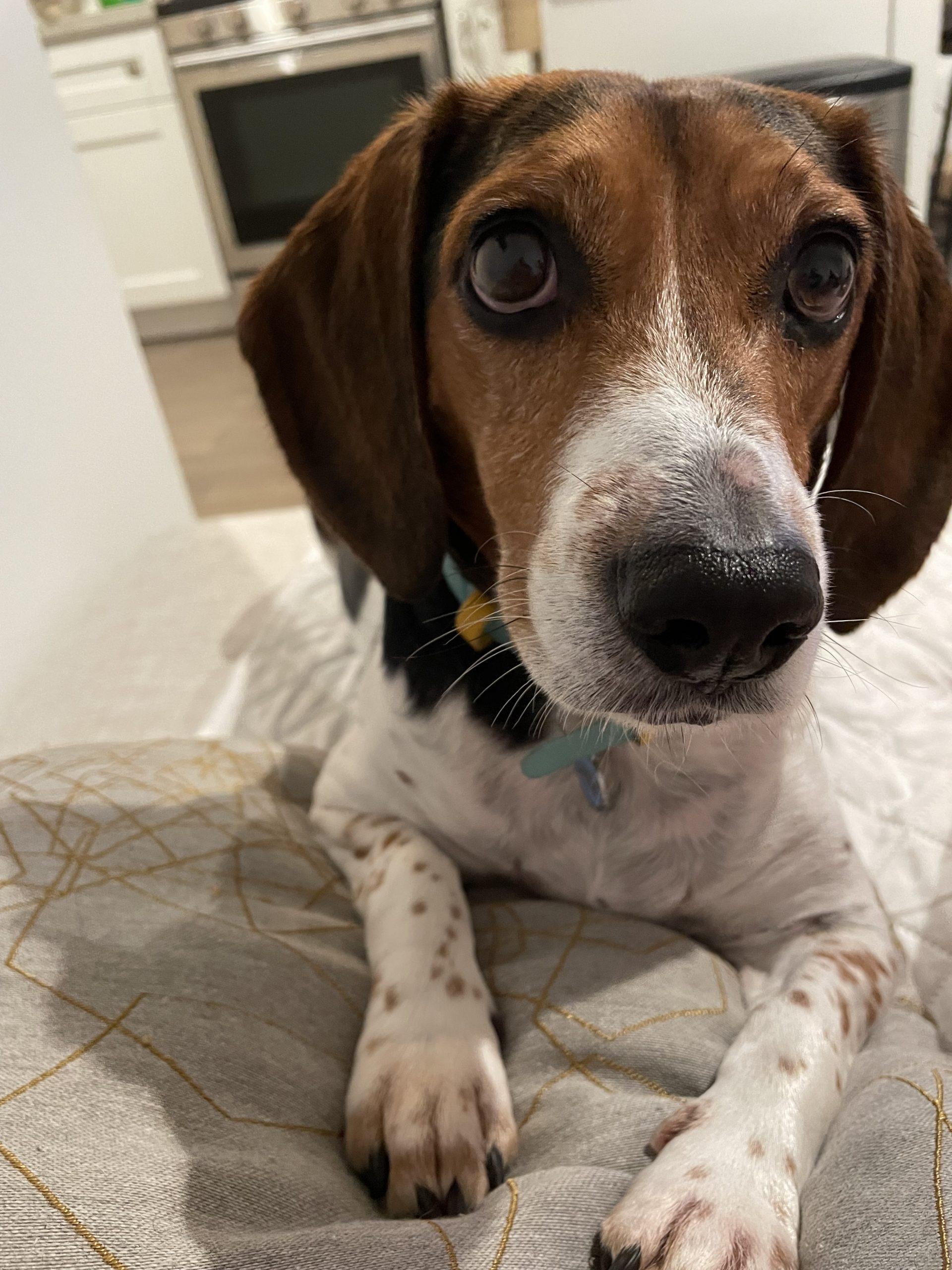 Teagan, Adoptable, Adult Female Beagle.