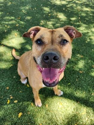 Enlarge Myra, a Adoptable mixed breed image 1/1