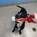 Enlarge Titan, a ADOPTABLE mixed breed in Hilliard, OH image 3/3