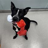 Enlarge Titan, a ADOPTABLE mixed breed in Hilliard, OH image 1/3