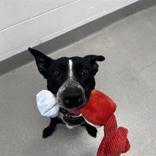 Enlarge Titan, a ADOPTABLE mixed breed in Hilliard, OH image 2/3