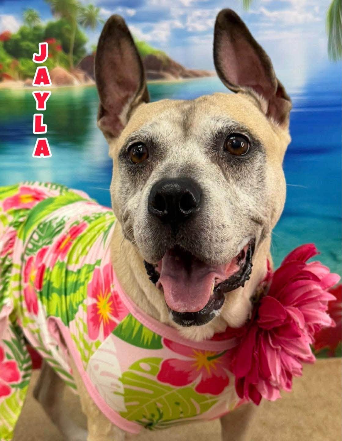 Jayla, an adoptable Mixed Breed in Flint, MI image 1/2