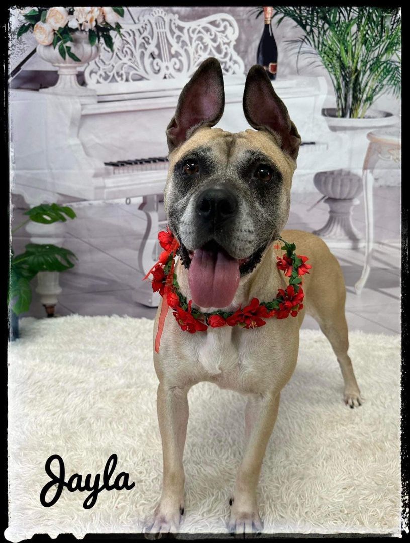 Jayla, an adoptable Mixed Breed in Flint, MI image 2/2