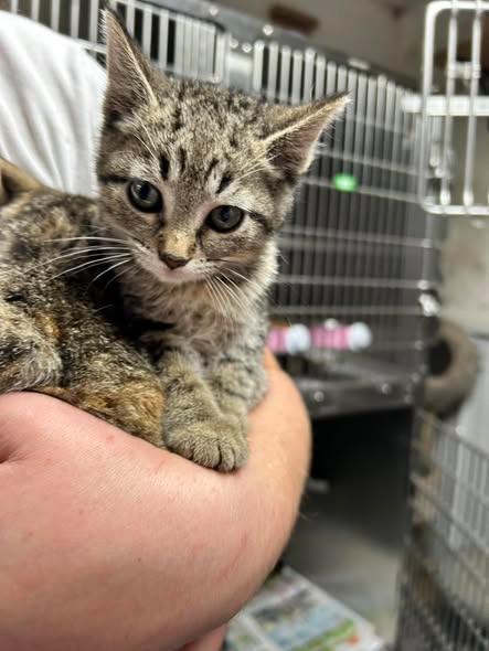 TOMATO/ATHENA, Adoptable, Kitten Female Domestic Short Hair.