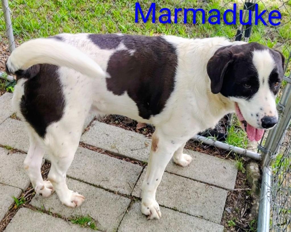 Marmaduke, a Adoptable mixed breed in Mena, AR image 1/2