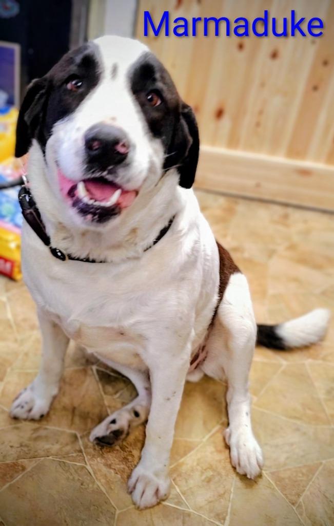Marmaduke, Adoptable, Adult Male Great Pyrenees & Labrador Retriever.