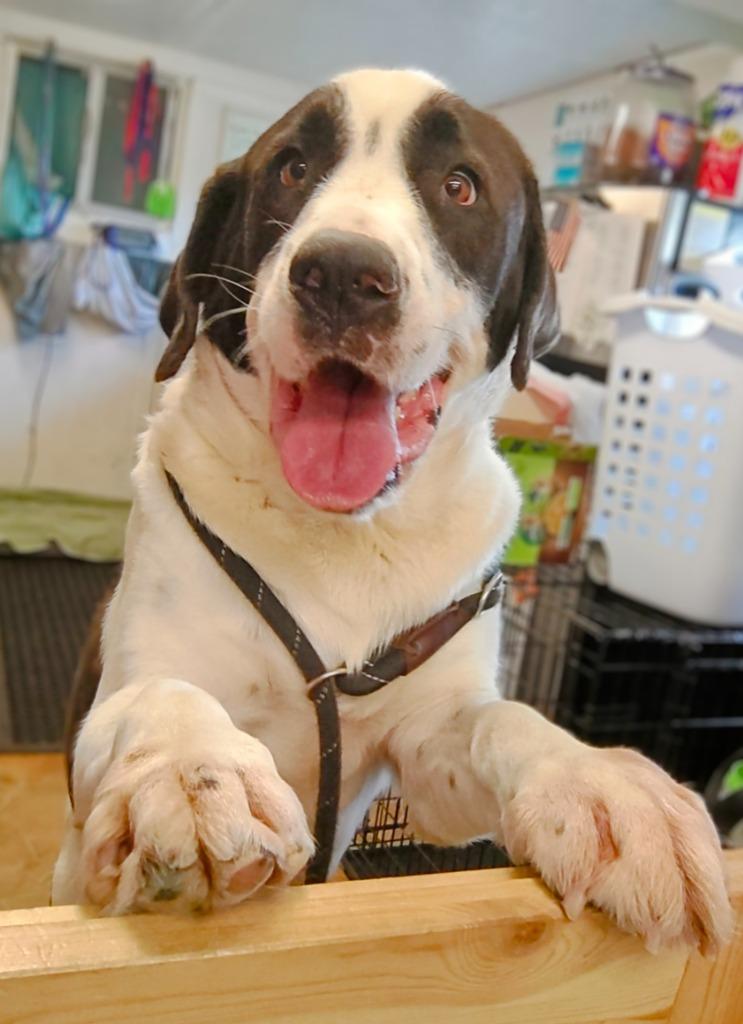 Enlarge Marmaduke, a Adoptable mixed breed in Mena, AR image 3/3