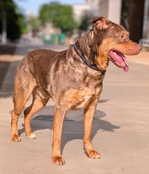 Enlarge Bruce 3963, an adoptable mixed breed in Phoenix, AZ image 2/2