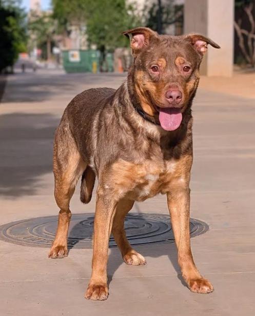 Enlarge Bruce 3963, an adoptable mixed breed in Phoenix, AZ image 1/2
