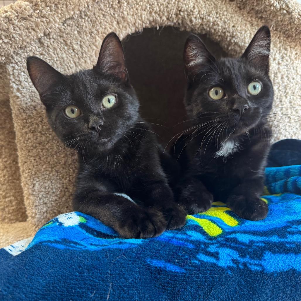 Dark Cherry, Adoptable, Kitten Female Domestic Short Hair.