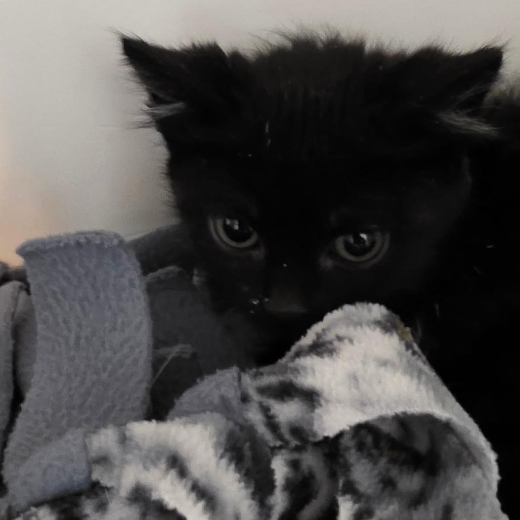 Dark Cherry, a Adoptable Domestic Short Hair in Port Angeles, WA image 2/6