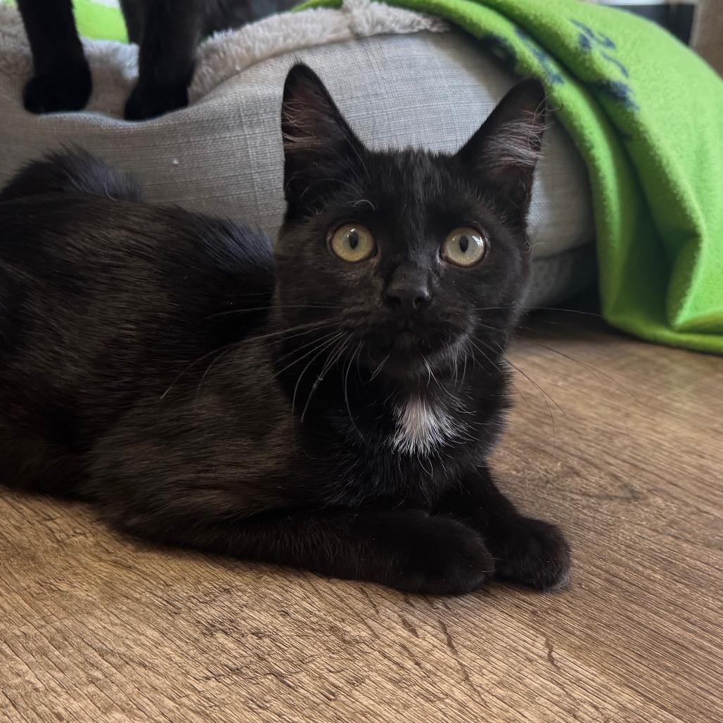 Dark Cherry, a Adoptable Domestic Short Hair in Port Angeles, WA image 3/6