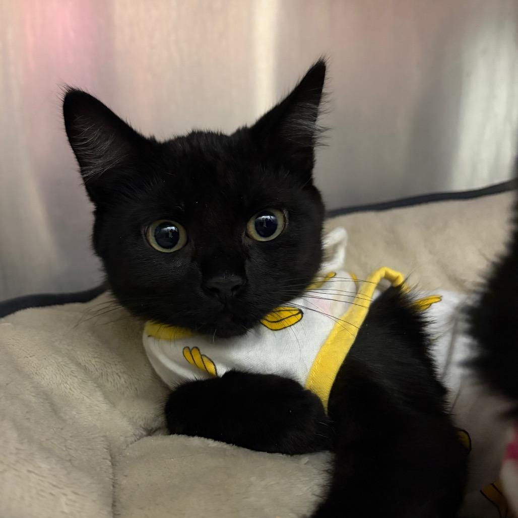 Dark Cherry, a Adoptable Domestic Short Hair in Port Angeles, WA image 4/6