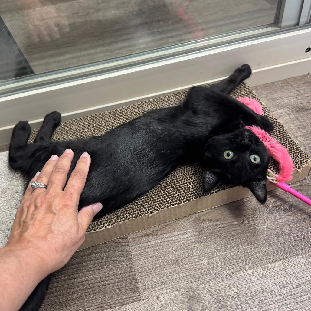 Dark Cherry, a Adoptable Domestic Short Hair in Port Angeles, WA image 5/6