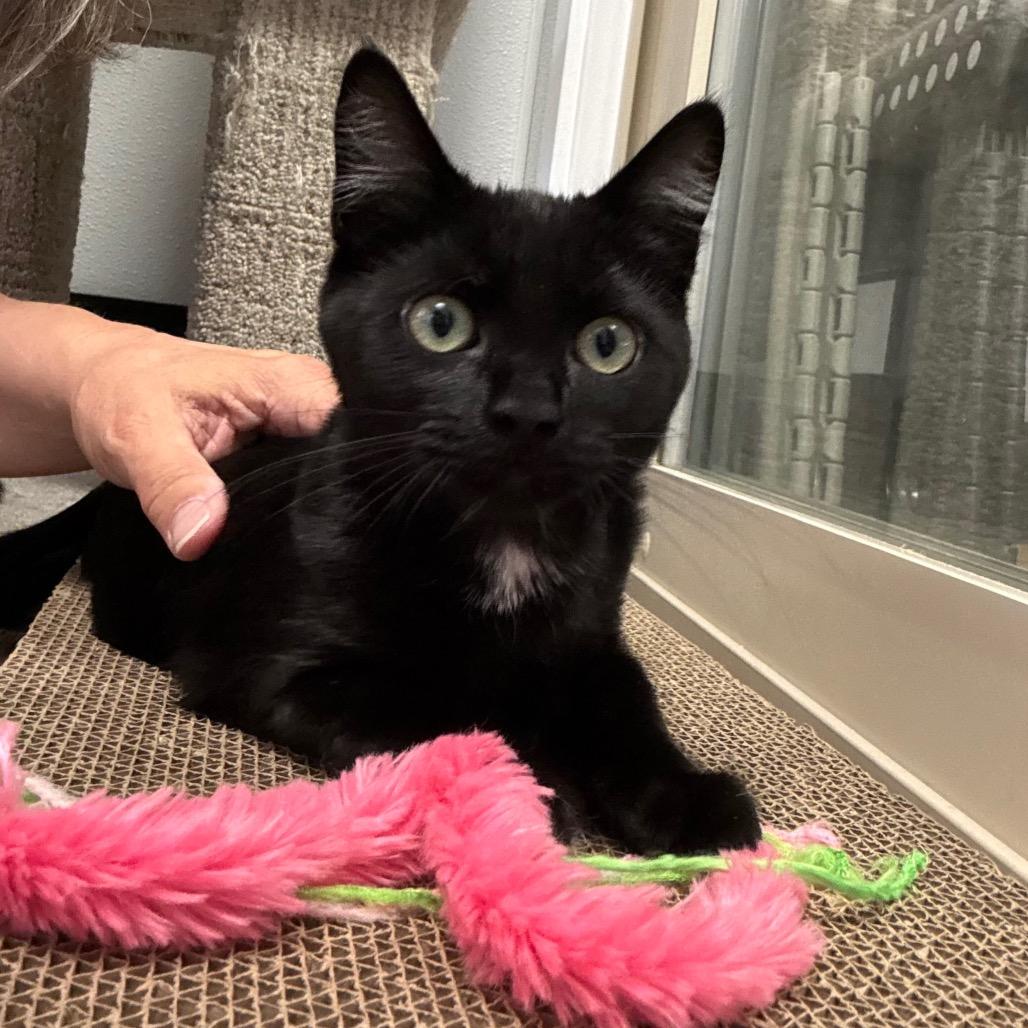 Dark Cherry, a Adoptable Domestic Short Hair in Port Angeles, WA image 6/6