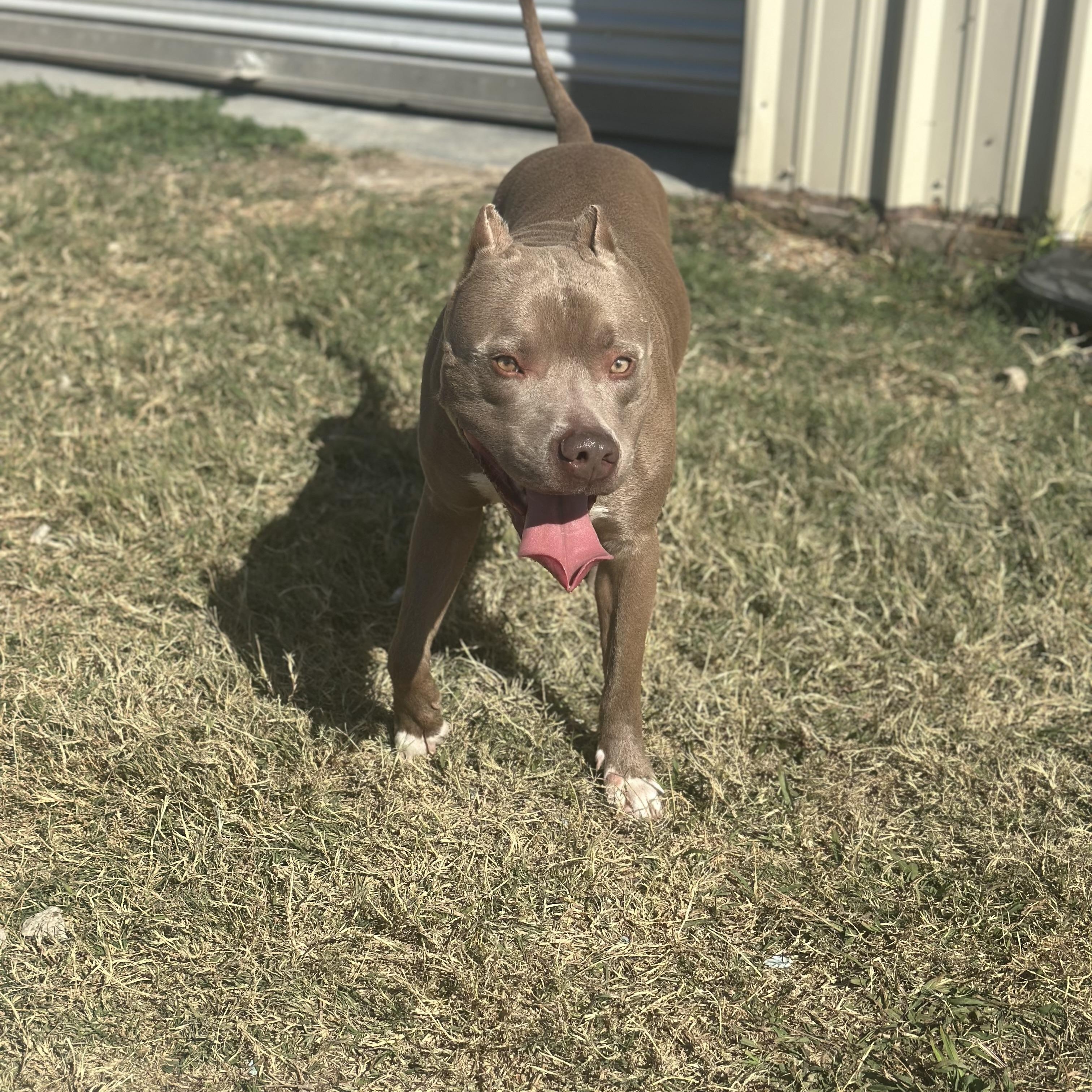 Maverick, an adopted mixed breed in Mansfield, TX image 2/6