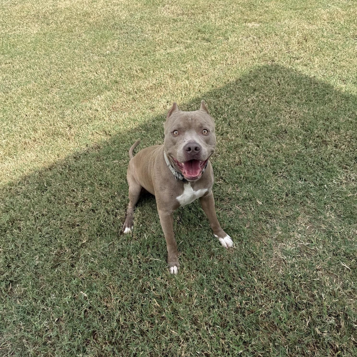 Maverick, an adopted mixed breed in Mansfield, TX image 3/6