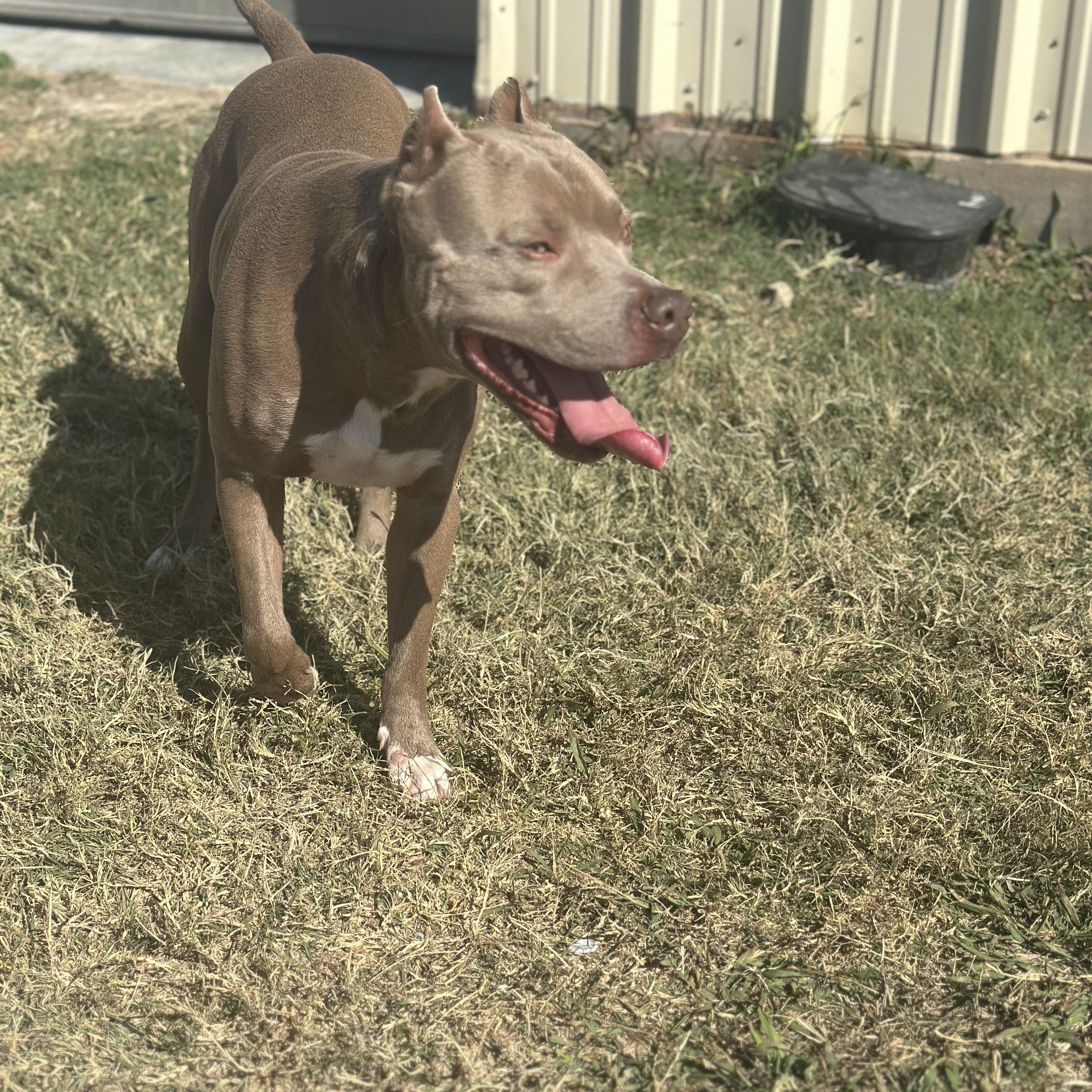 Maverick, an adopted mixed breed in Mansfield, TX image 6/6