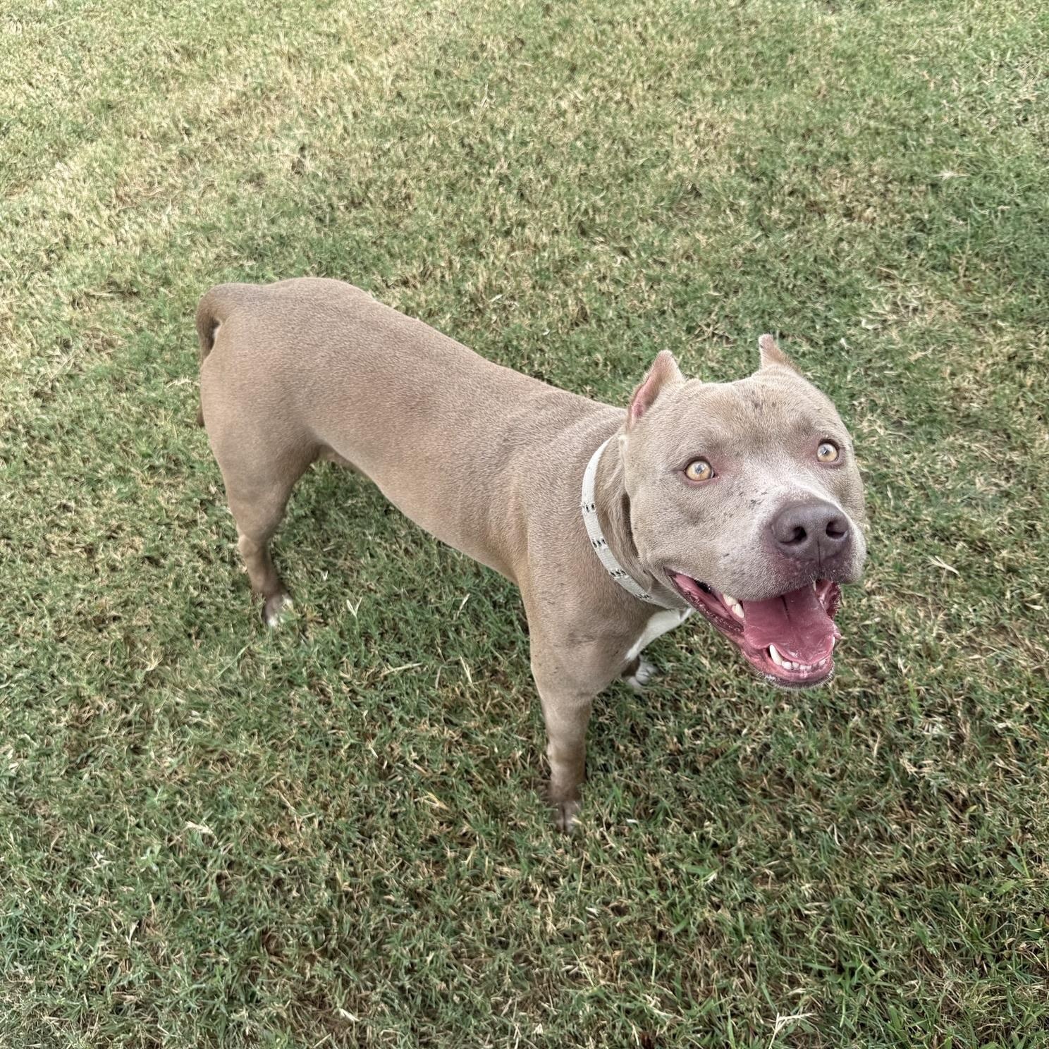 Maverick, an adopted mixed breed in Mansfield, TX image 5/6