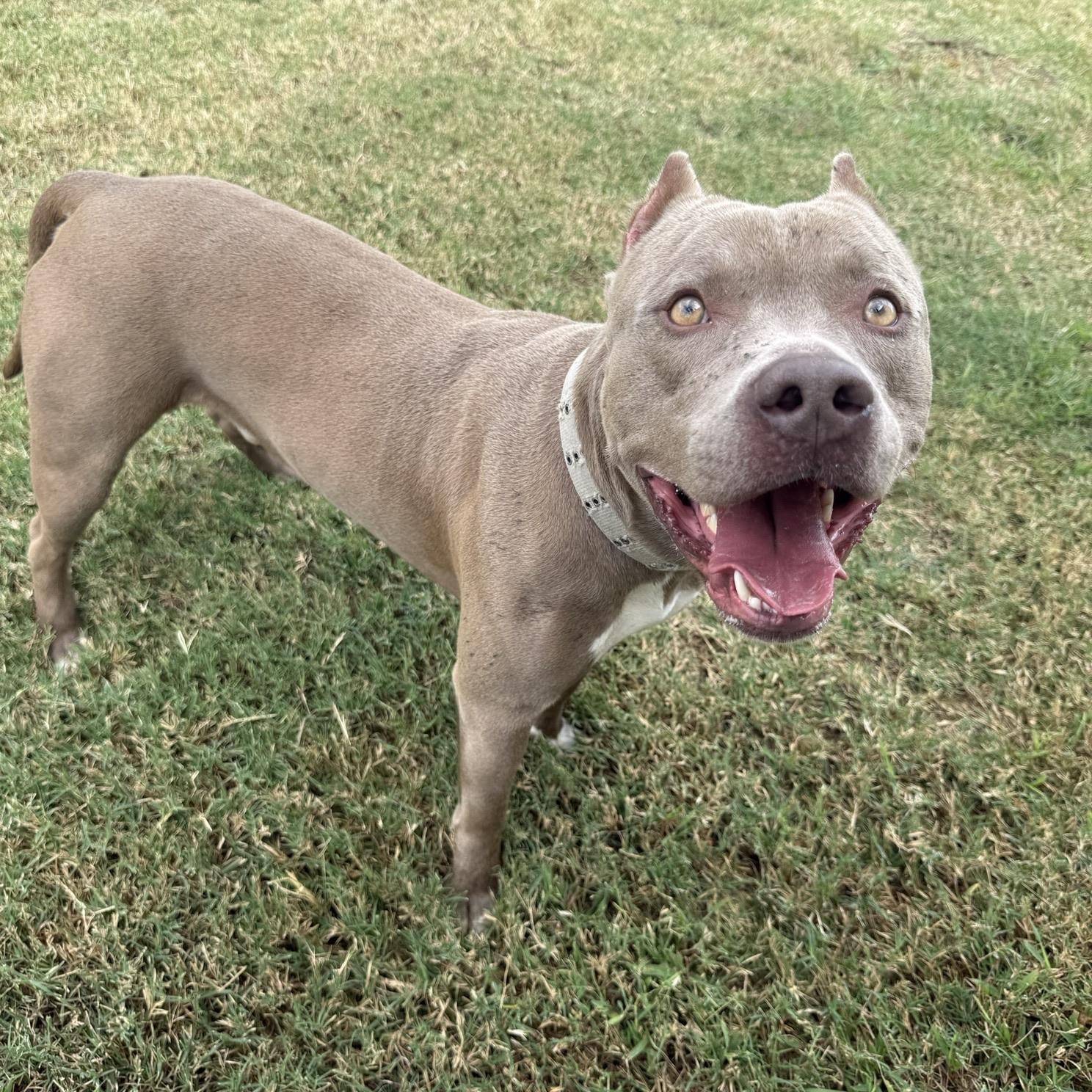 Maverick, an adopted mixed breed in Mansfield, TX image 4/6