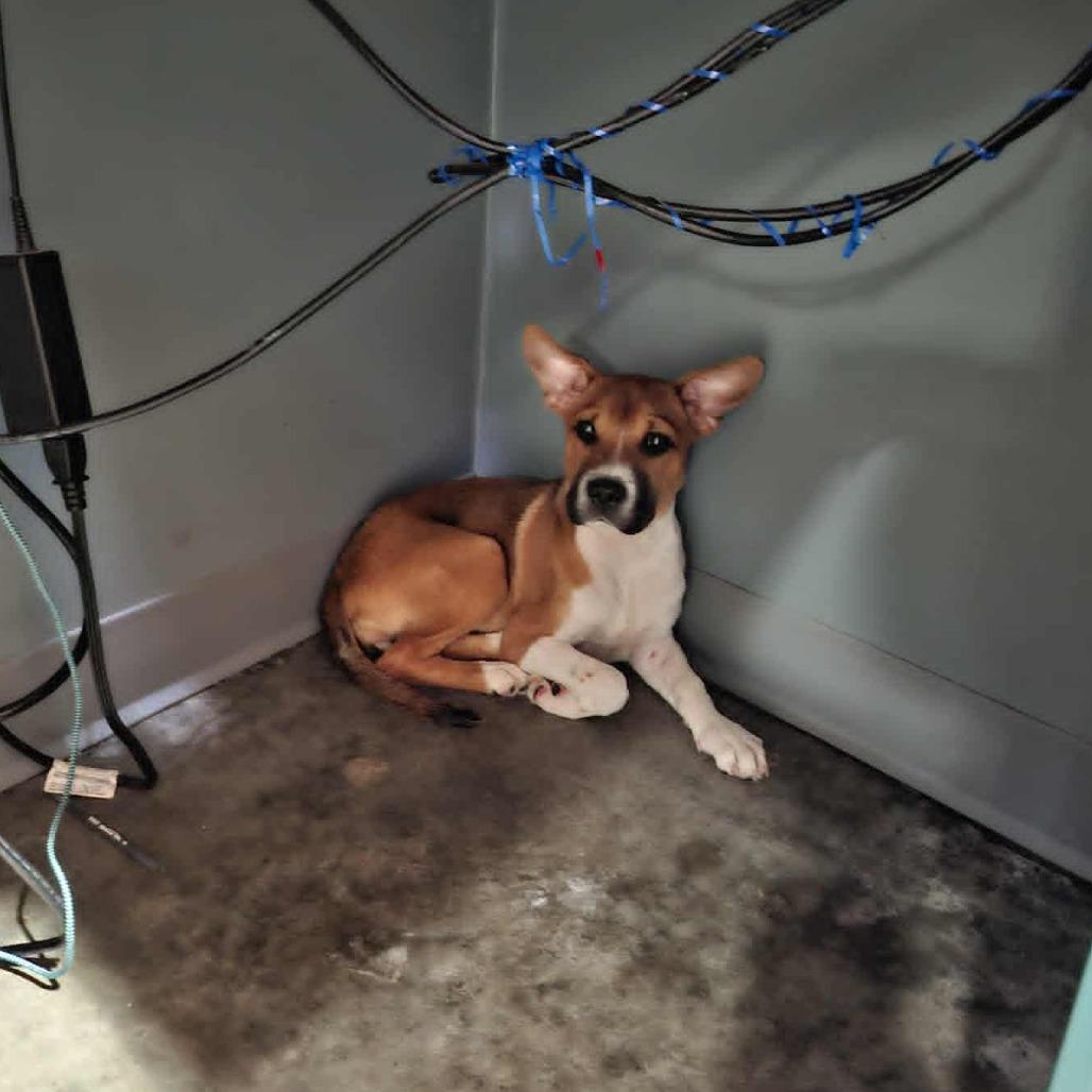 Enlarge GIGGLES, a Adoptable Hound in Hannibal, MO image 1/1