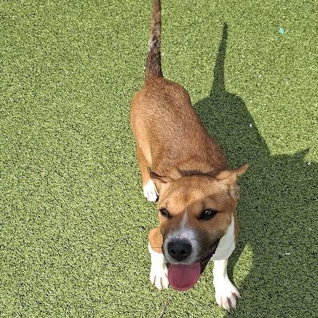Enlarge GIGGLES, a Adoptable Hound in Hannibal, MO image 1/2