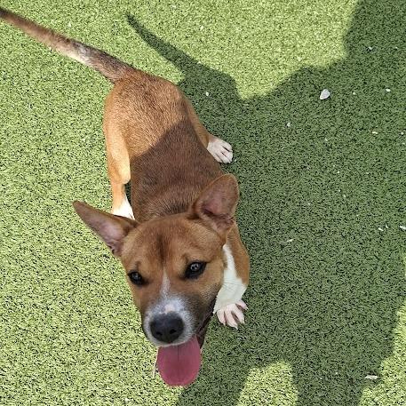 Enlarge GIGGLES, a Adoptable Hound in Hannibal, MO image 2/2